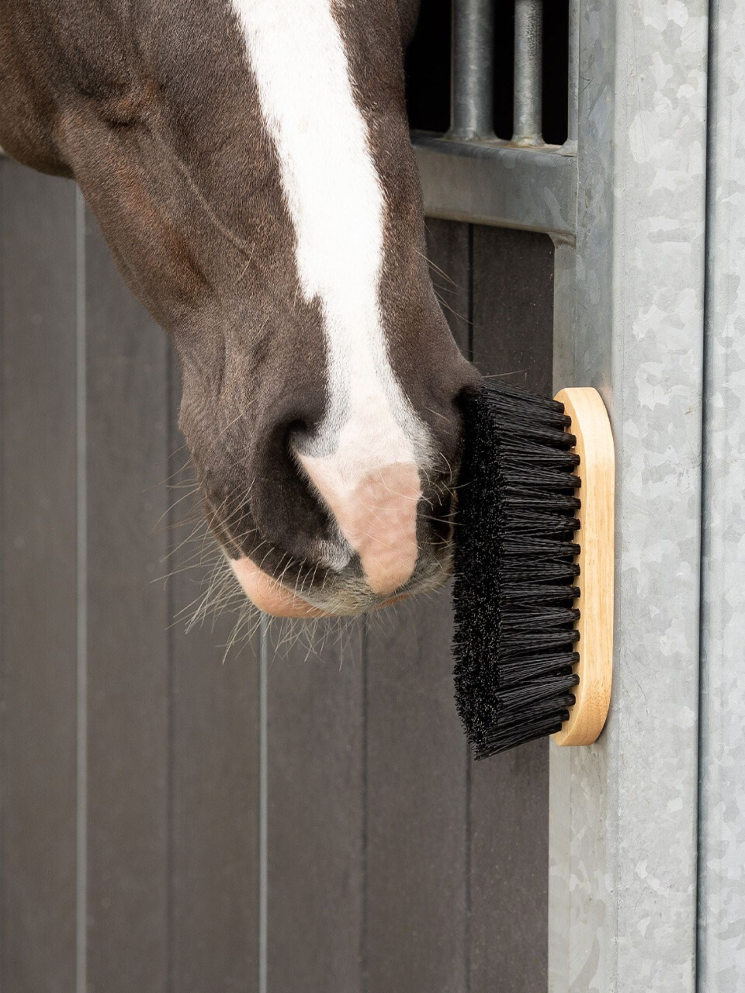 Dandy Borste Magnet
