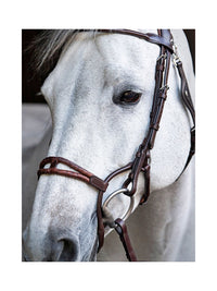 Träns "Rounded Noseband" Brun
