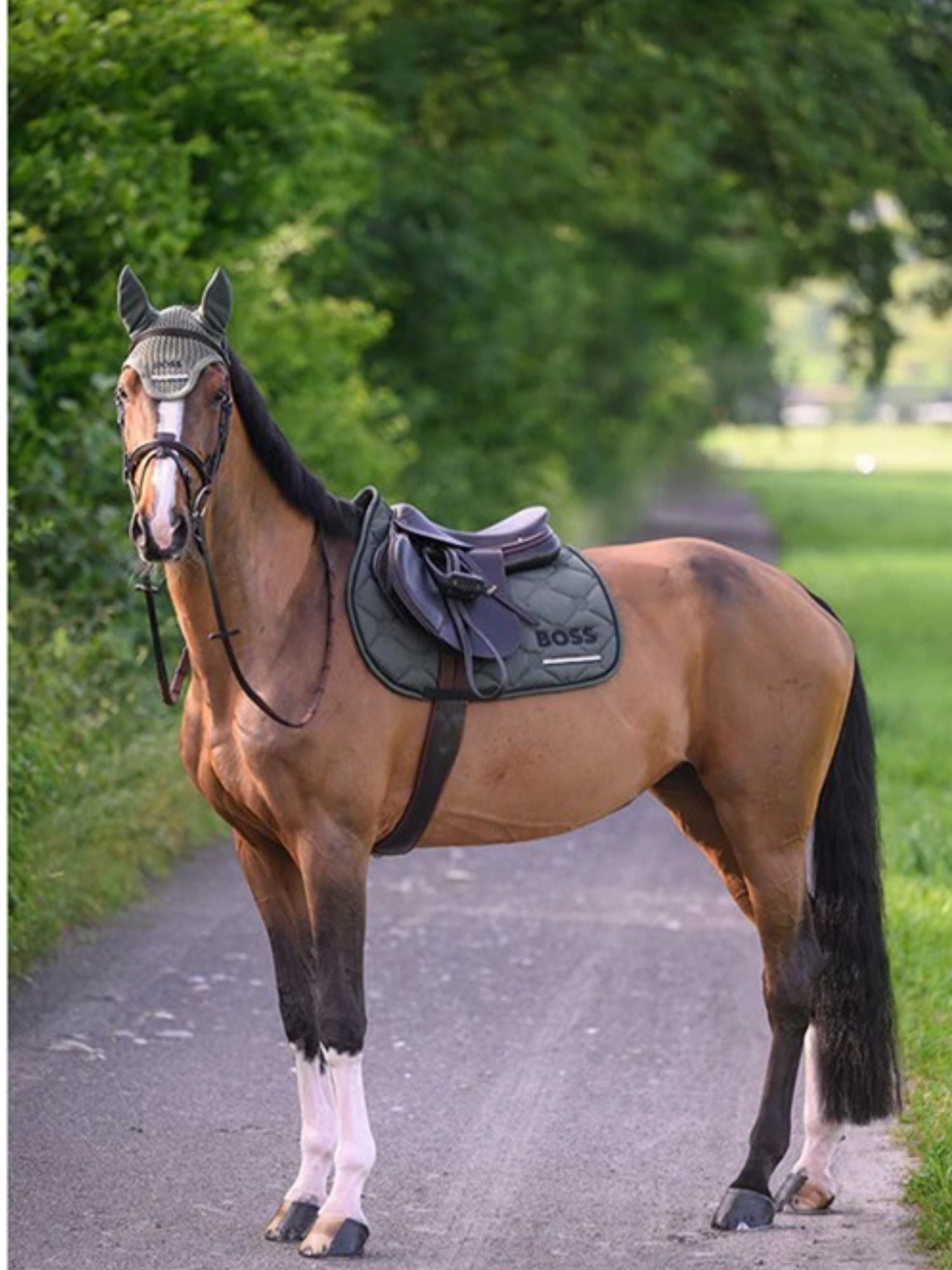 Cheltenham Hoppschabrak Pine Groove