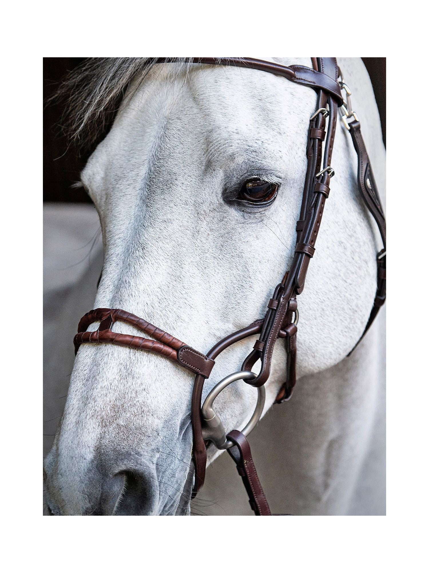 Träns "Rounded Noseband" Brun