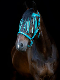 Flugpannband Malva Arctic