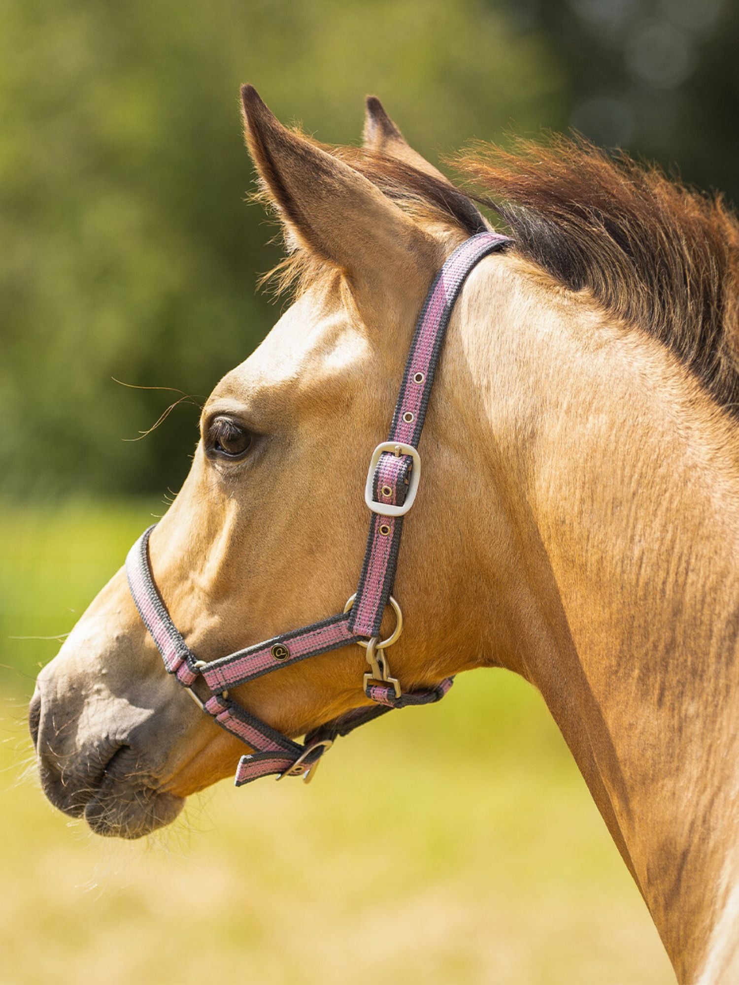 Fölgrimma Cherry Pink