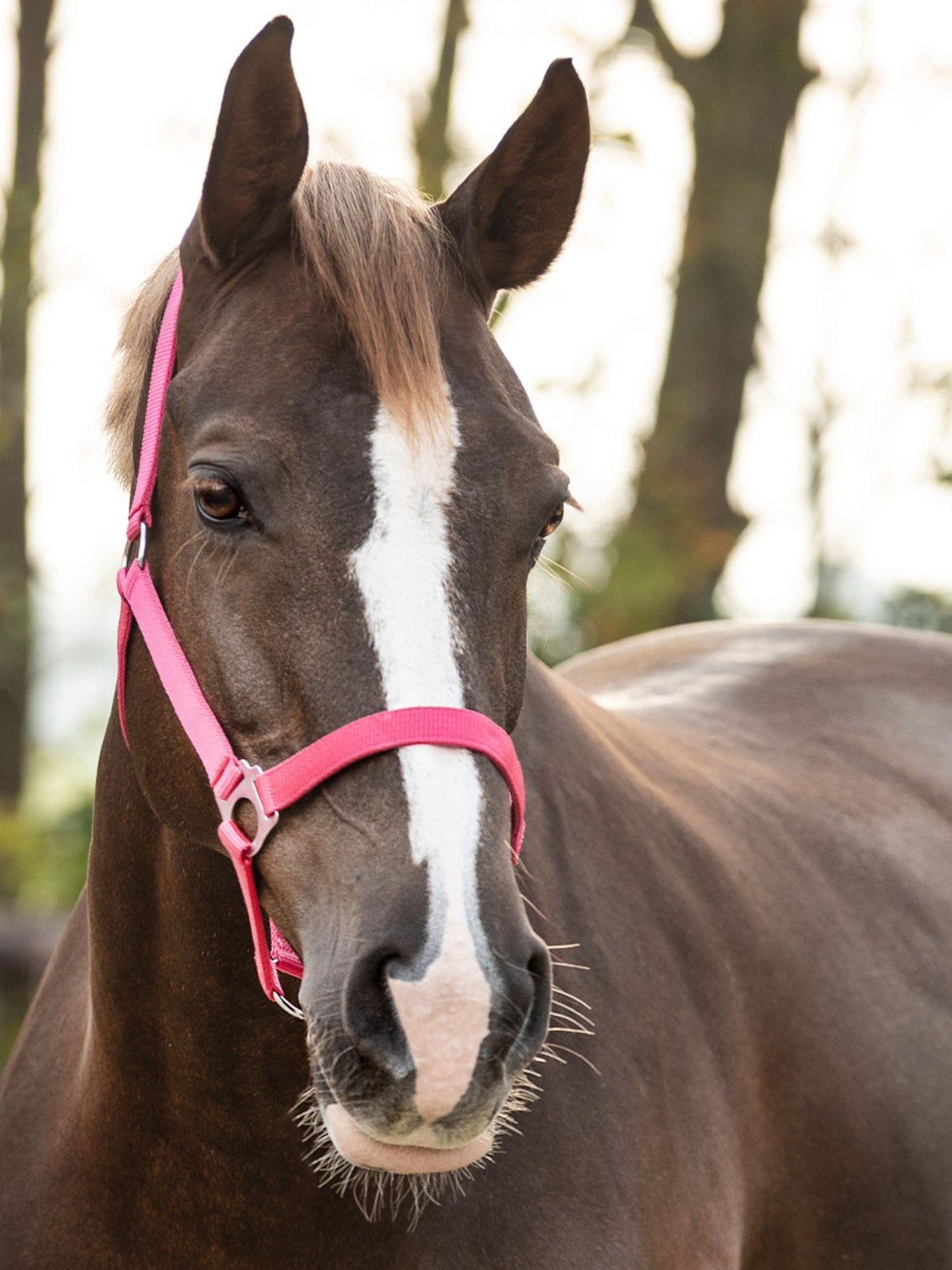 Grimma Nylon Fuchsia