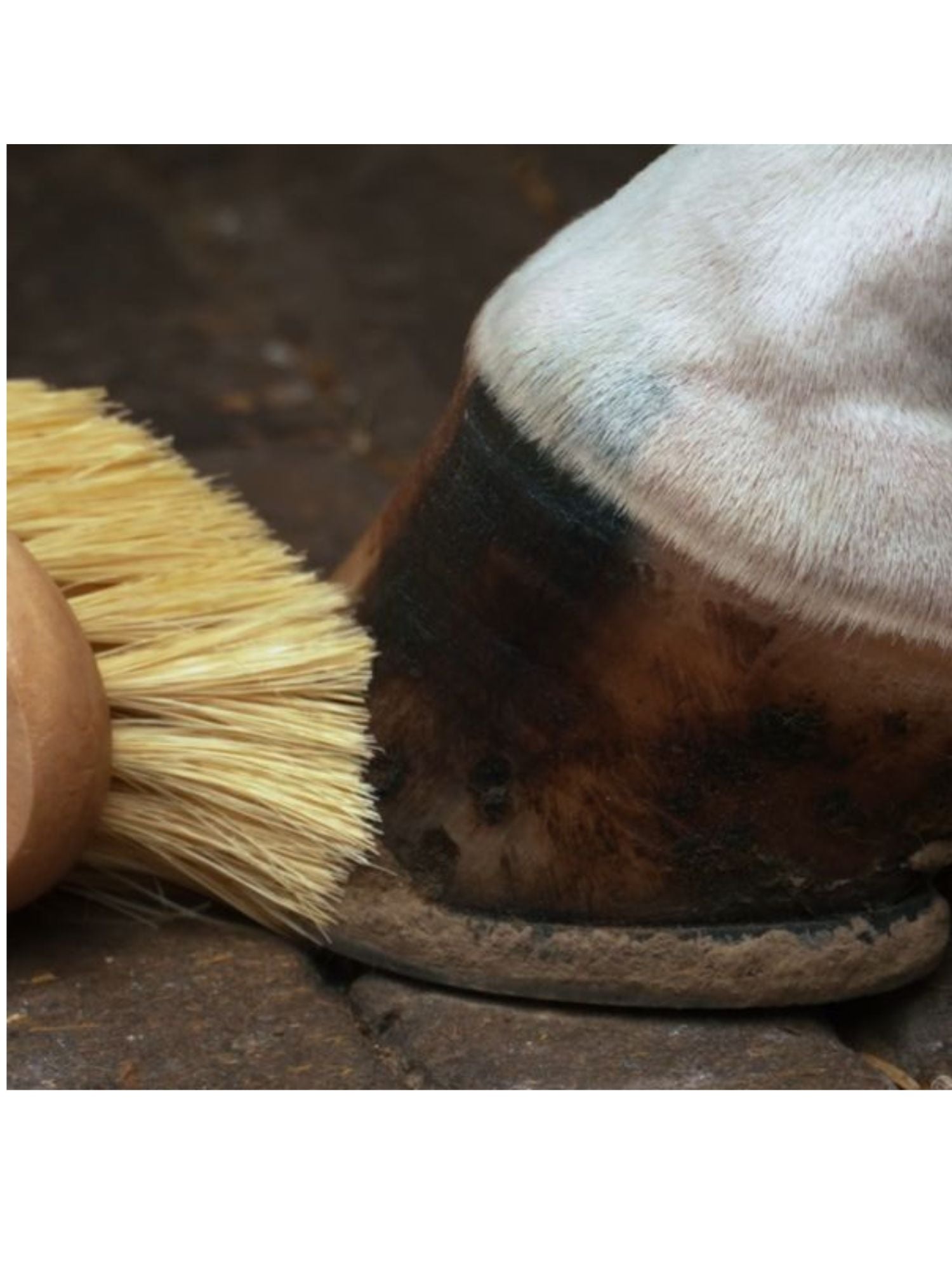 Hoof Brush Natural