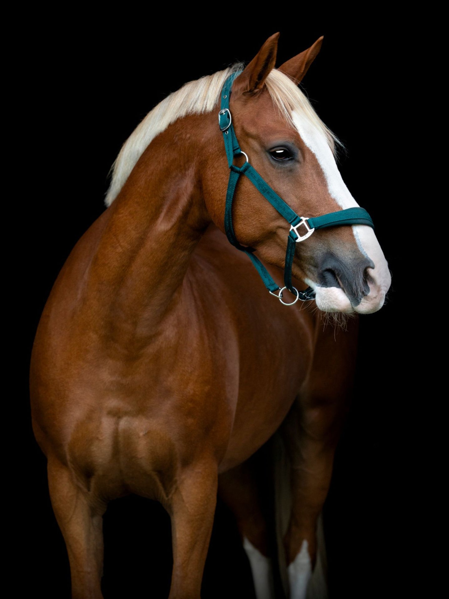 Diya 2.0 Grimma Ponderosa Pine