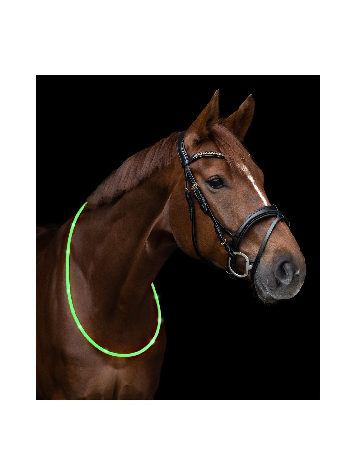 Led Light Collar For Horses Green