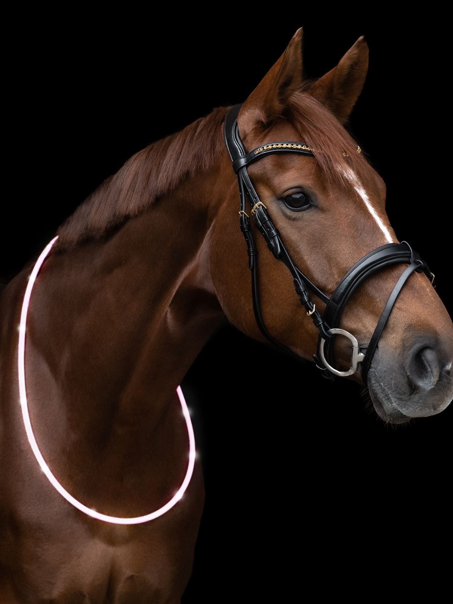 Led Light Collar For Horses White