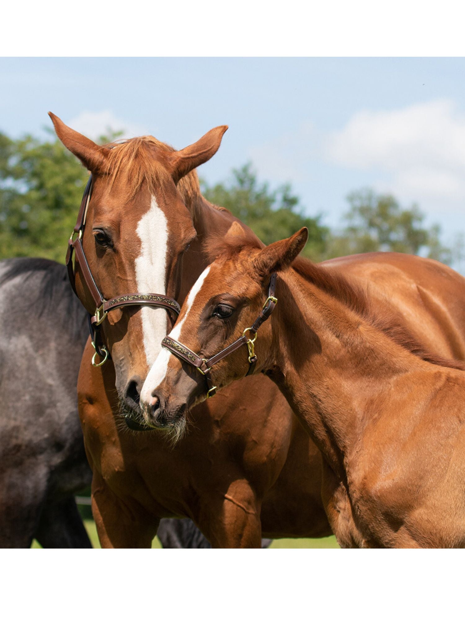 Lädergrimma Lupine Brun/Beige