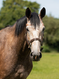 Lädergrimma Lupine Brun/Beige