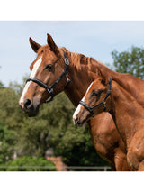 Lädergrimma Lupine Svart/Grå