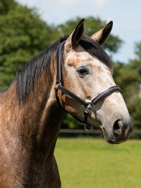 Lädergrimma Lupine Svart/Grå