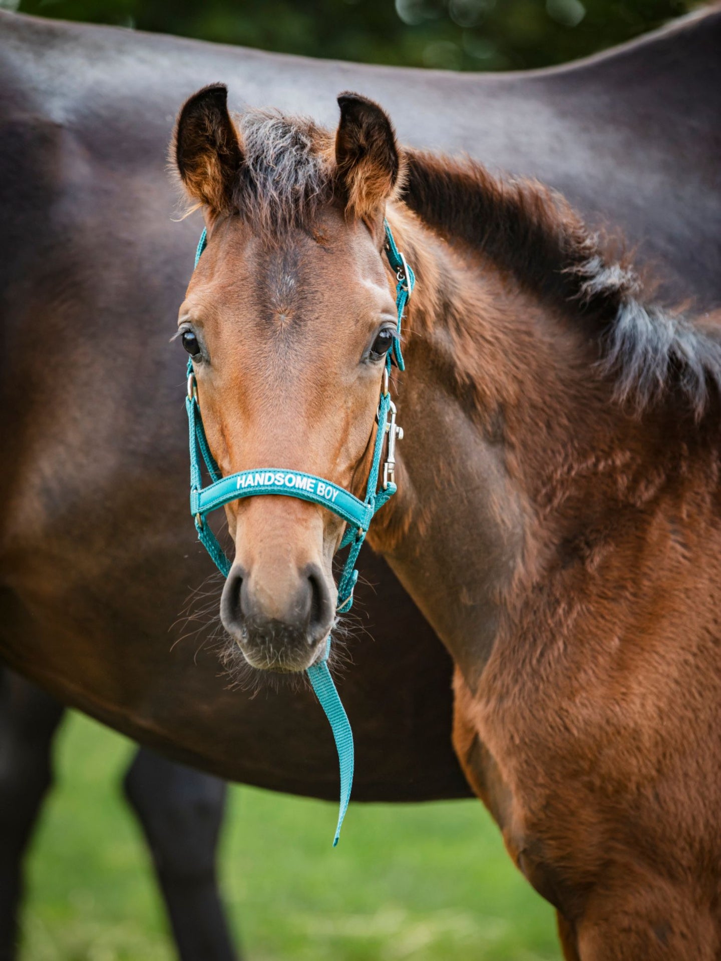 Malva Fölgrimma Artic