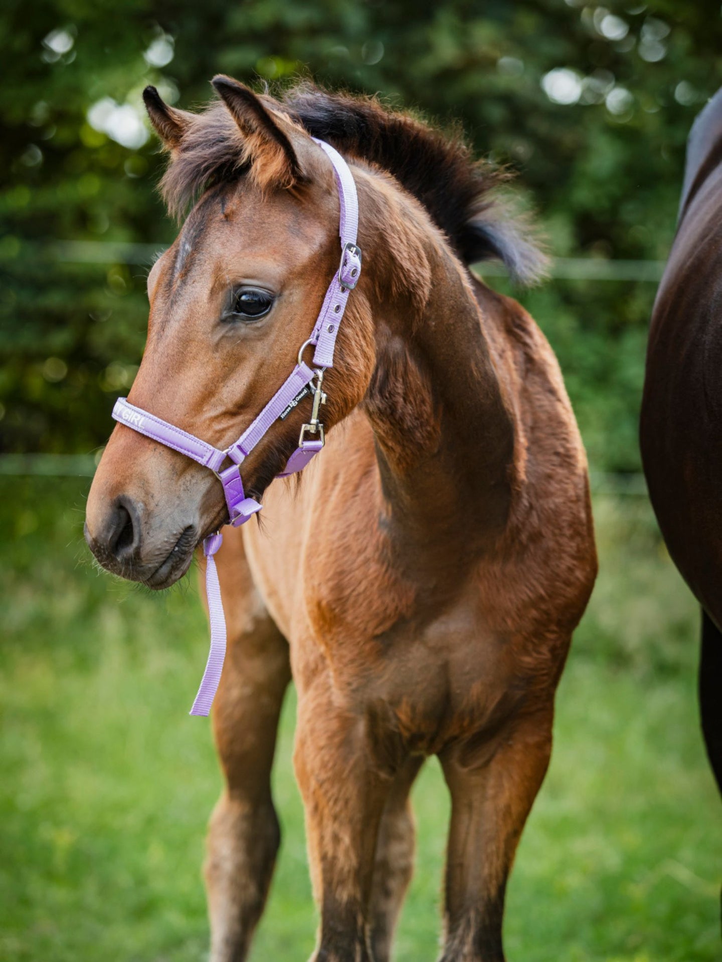 Malva Fölgrimma Lavender