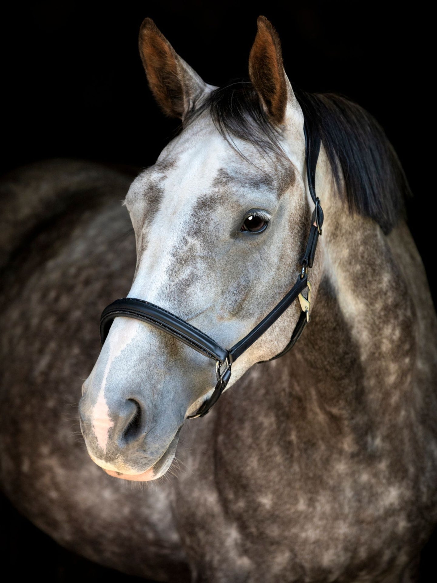 Lädergrimma Novi 26.1 Svart