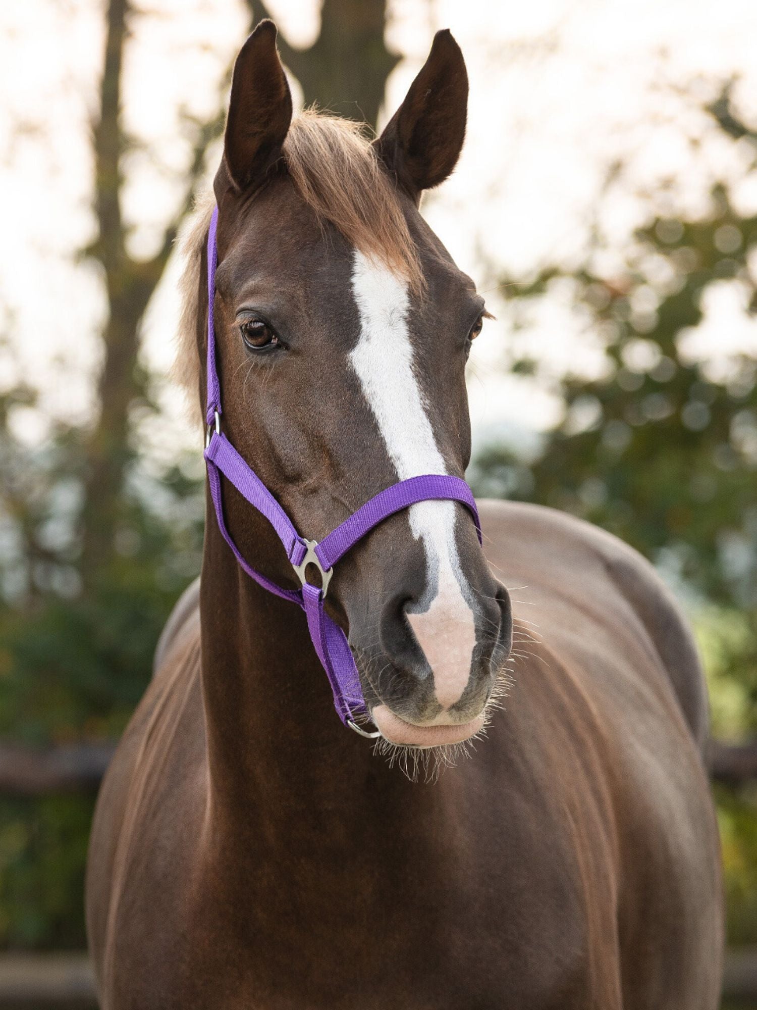 Grimma Nylon Passion Flower