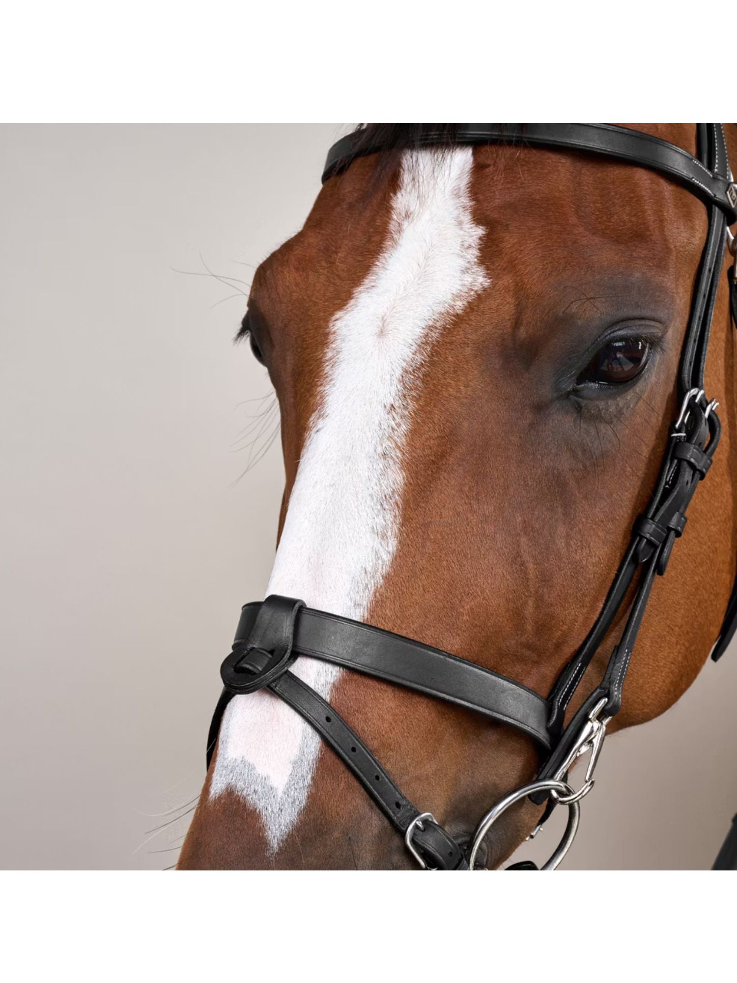 Träns Slät Nosgrimma Working Collection Svart