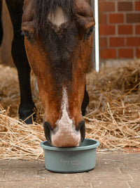 Foderskål Med Lock "Enjoy Your Snack" Mistletoe Green