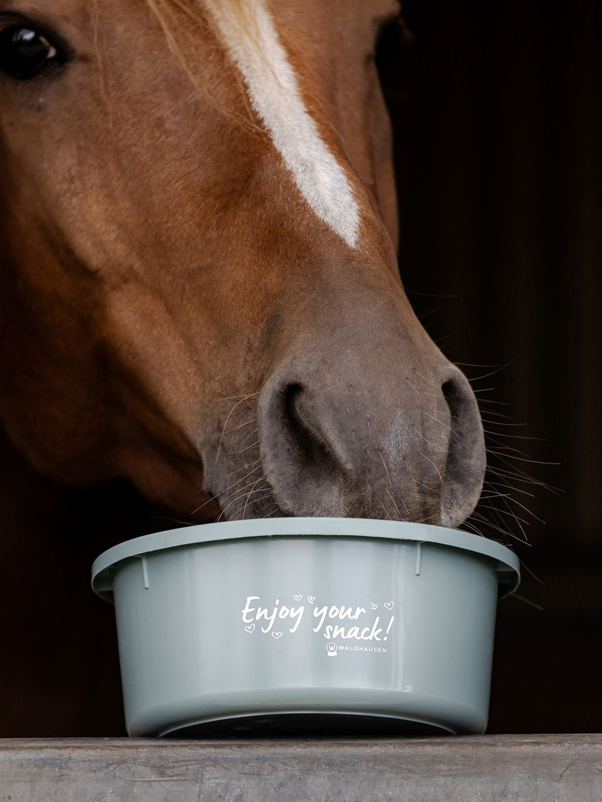 Foderskål Med Lock "Enjoy Your Snack" Mistletoe Green